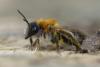 Andrena sp.
